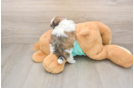 Funny Teddy Bear Designer Pup