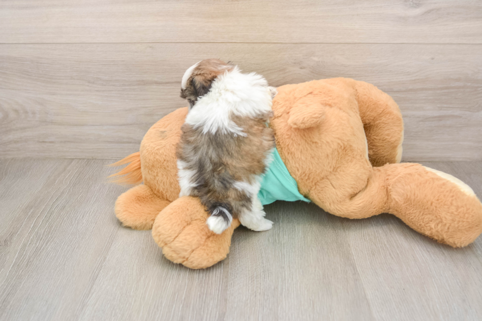 Funny Teddy Bear Designer Pup