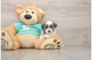 Teddy Bear Puppy for Adoption