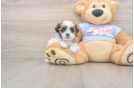 Adorable Shichon Designer Puppy