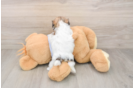 Teddy Bear Pup Being Cute
