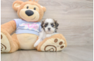 Teddy Bear Puppy for Adoption