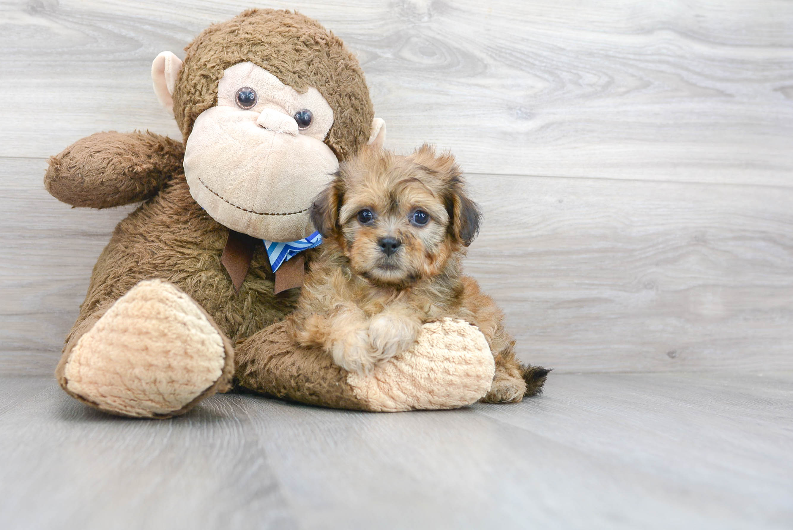 Cute Shitzu Designer Puppy