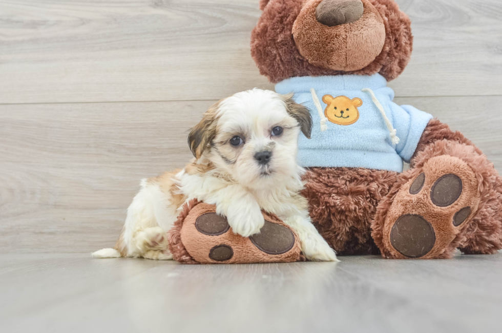 8 week old Teddy Bear Puppy For Sale - Florida Fur Babies