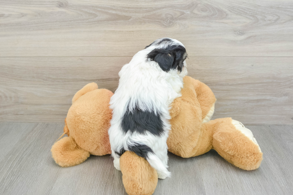 Teddy Bear Pup Being Cute