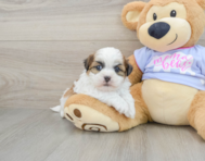 6 week old Teddy Bear Puppy For Sale - Florida Fur Babies