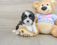 6 week old Teddy Bear Puppy For Sale - Florida Fur Babies