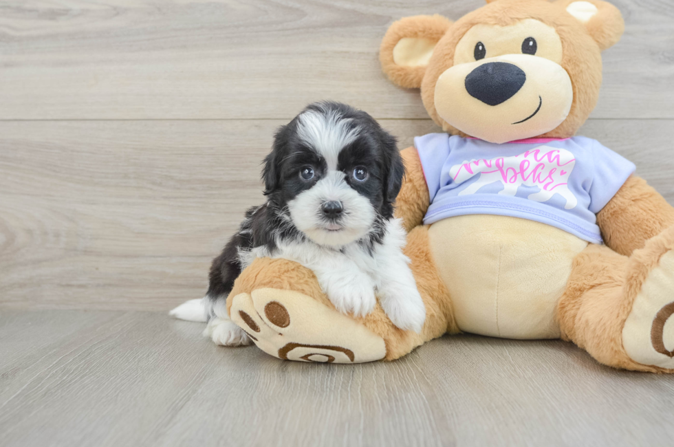 6 week old Teddy Bear Puppy For Sale - Florida Fur Babies