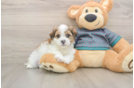 Best Teddy Bear Baby