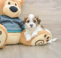 7 week old Teddy Bear Puppy For Sale - Florida Fur Babies