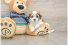 Funny Teddy Bear Designer Pup