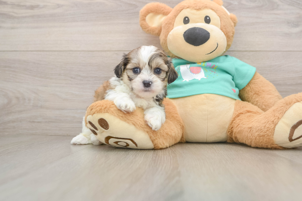 Cute Teddy Bear Baby