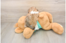 Smart Teddy Bear Designer Pup