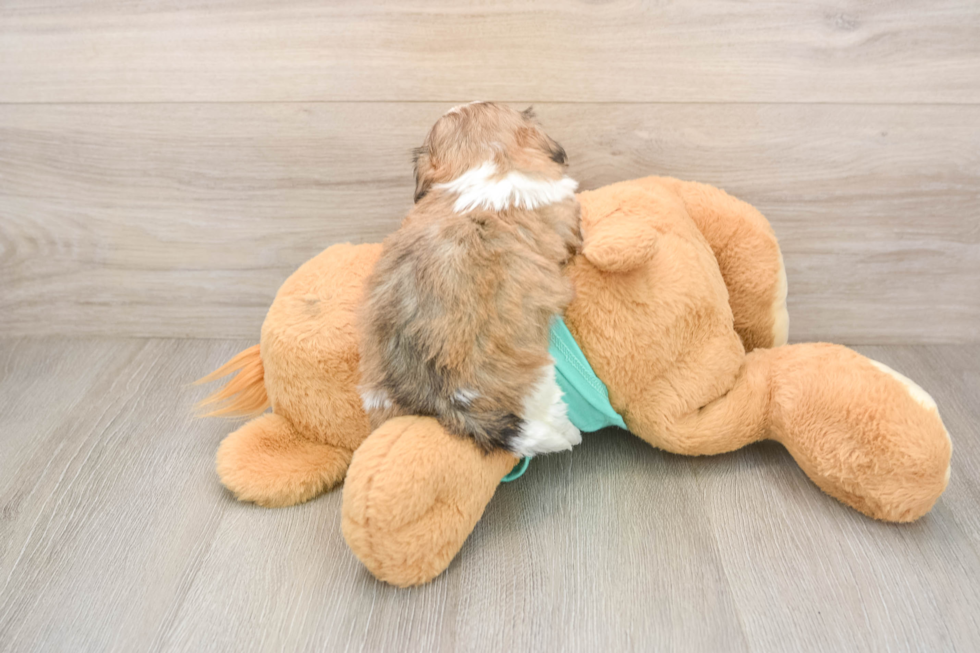 Smart Teddy Bear Designer Pup