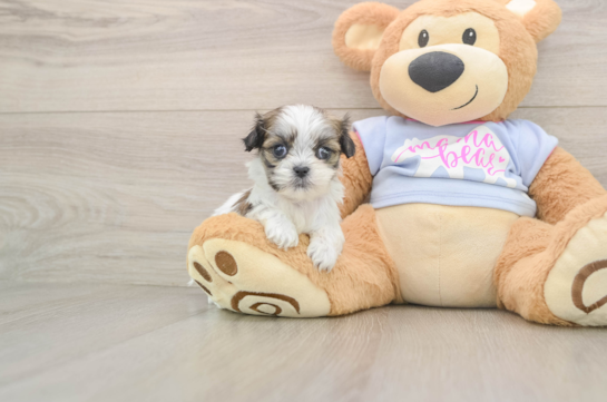 Teddy Bear Pup Being Cute