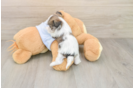 Cute Teddy Bear Baby