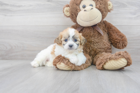 29 week old Teddy Bear Puppy For Sale - Florida Fur Babies