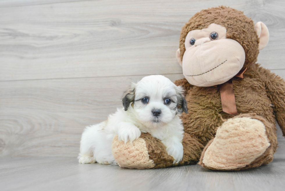 Petite Teddy Bear Designer Pup
