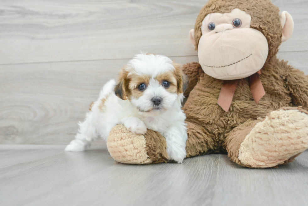 Best Teddy Bear Baby