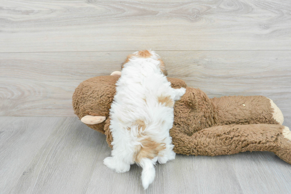 Best Teddy Bear Baby