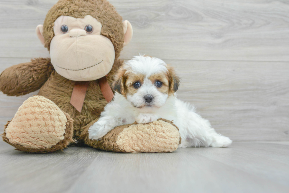 Best Teddy Bear Baby
