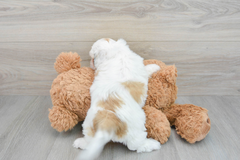 Best Teddy Bear Baby