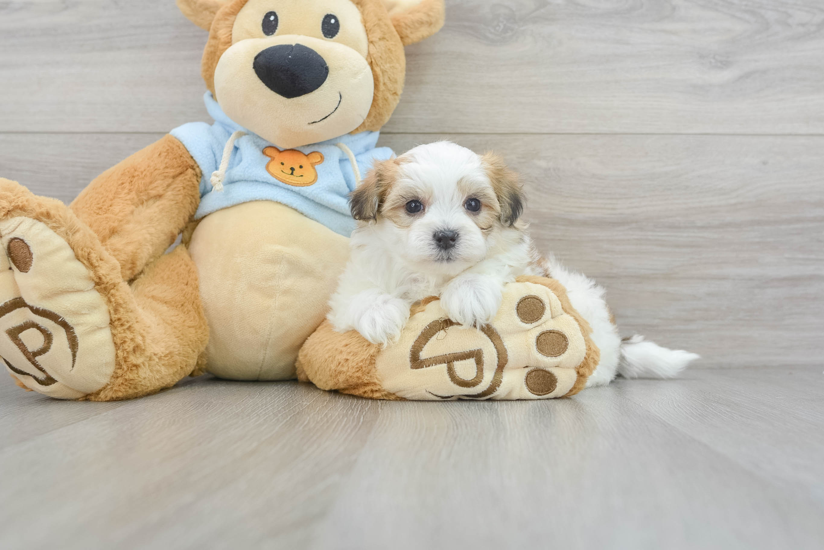 Pictures of best sale teddy bear puppies