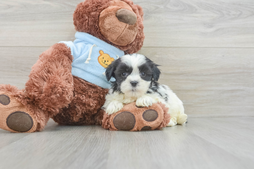 Popular Teddy Bear Designer Pup