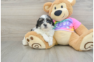 Teddy Bear Puppy for Adoption