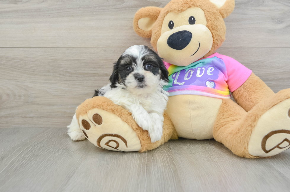 6 week old Teddy Bear Puppy For Sale - Florida Fur Babies