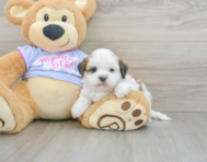 6 week old Teddy Bear Puppy For Sale - Florida Fur Babies