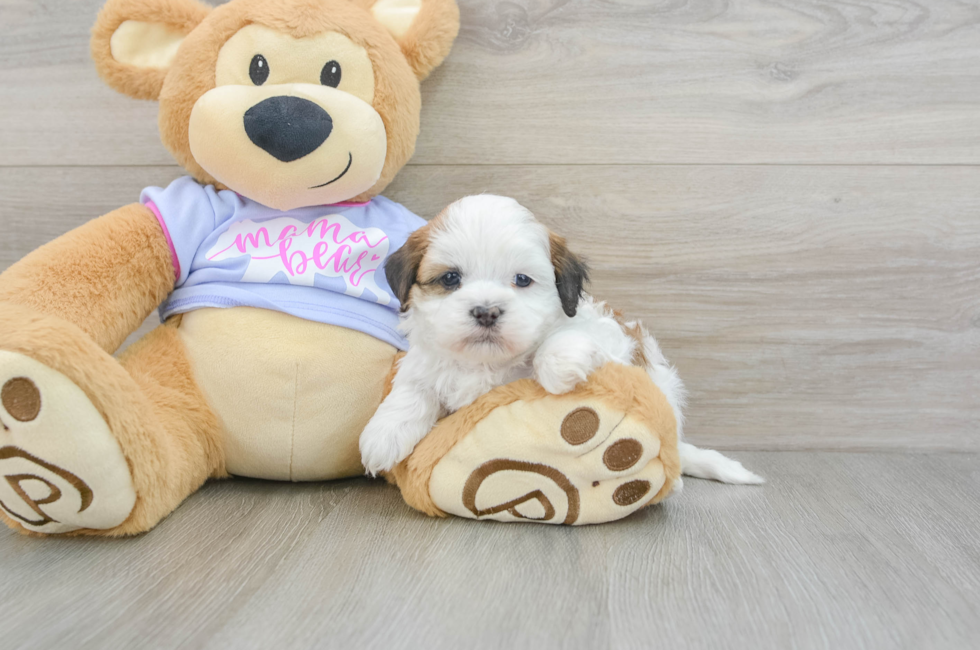 5 week old Teddy Bear Puppy For Sale - Florida Fur Babies