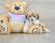 6 week old Teddy Bear Puppy For Sale - Florida Fur Babies