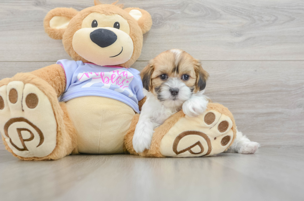 6 week old Teddy Bear Puppy For Sale - Florida Fur Babies