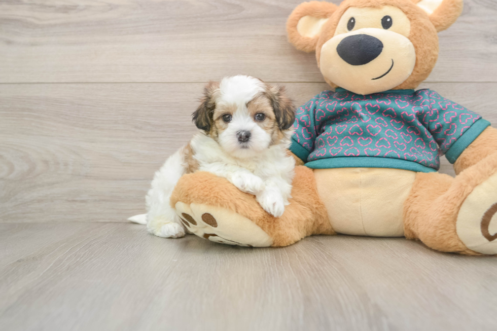 Best Teddy Bear Baby