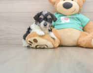 7 week old Teddy Bear Puppy For Sale - Florida Fur Babies