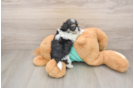 Smart Teddy Bear Designer Pup