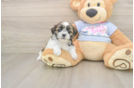 Teddy Bear Pup Being Cute