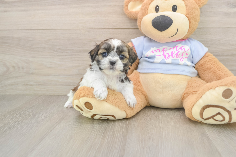 Teddy Bear Pup Being Cute