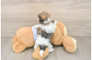 Teddy Bear Puppy for Adoption