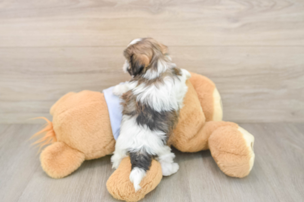 Teddy Bear Puppy for Adoption