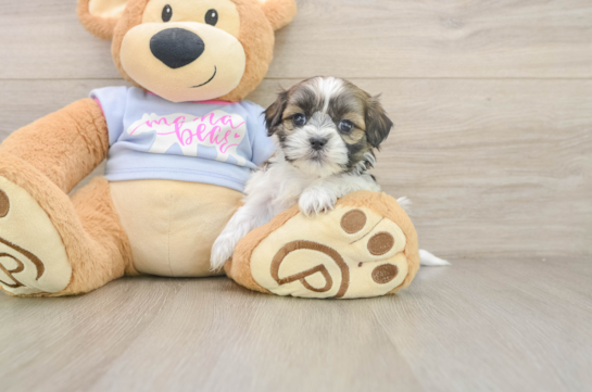 Smart Teddy Bear Designer Pup