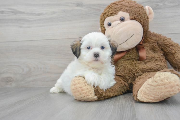 Best Teddy Bear Baby
