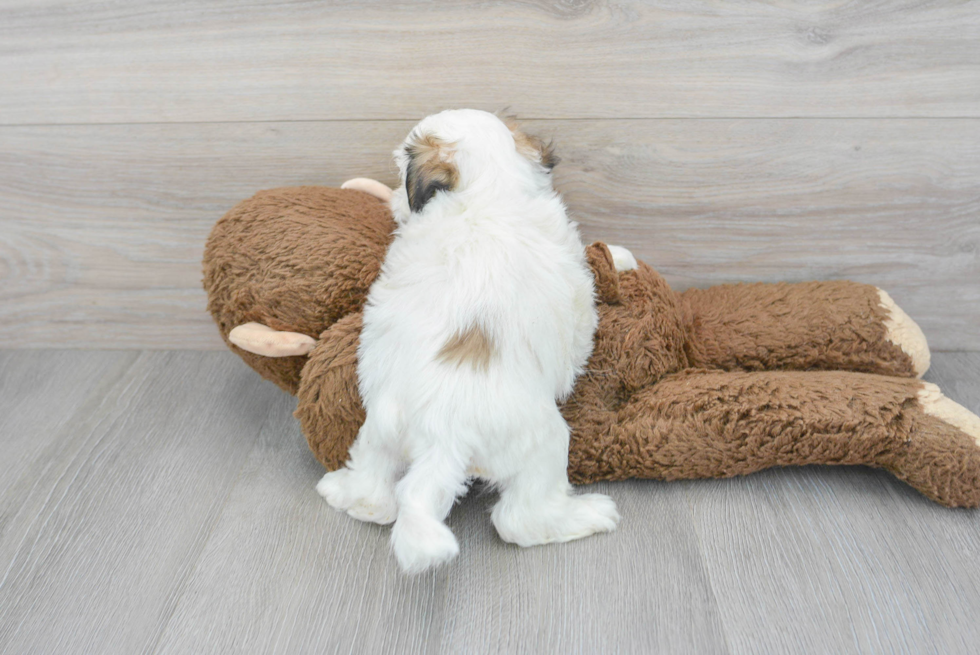 Teddy Bear Pup Being Cute