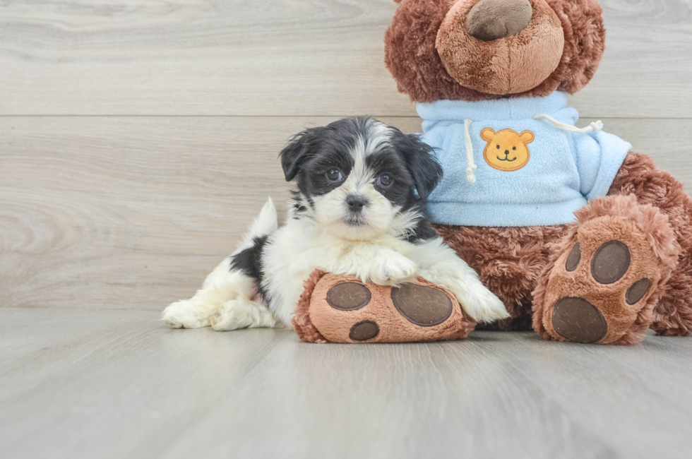 8 week old Teddy Bear Puppy For Sale - Florida Fur Babies