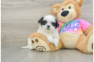 Fluffy Teddy Bear Designer Pup