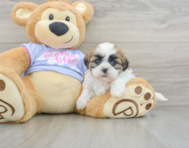 6 week old Teddy Bear Puppy For Sale - Florida Fur Babies