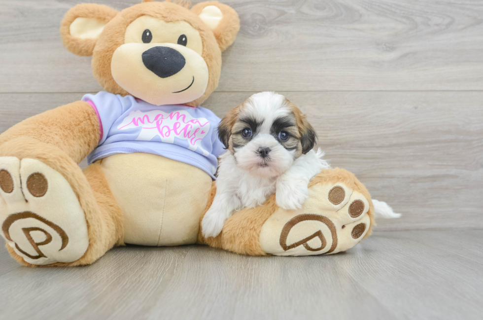 5 week old Teddy Bear Puppy For Sale - Florida Fur Babies