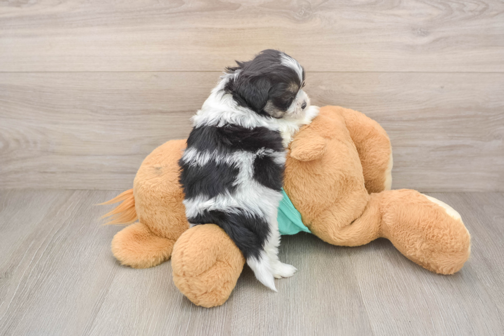 Best Teddy Bear Baby