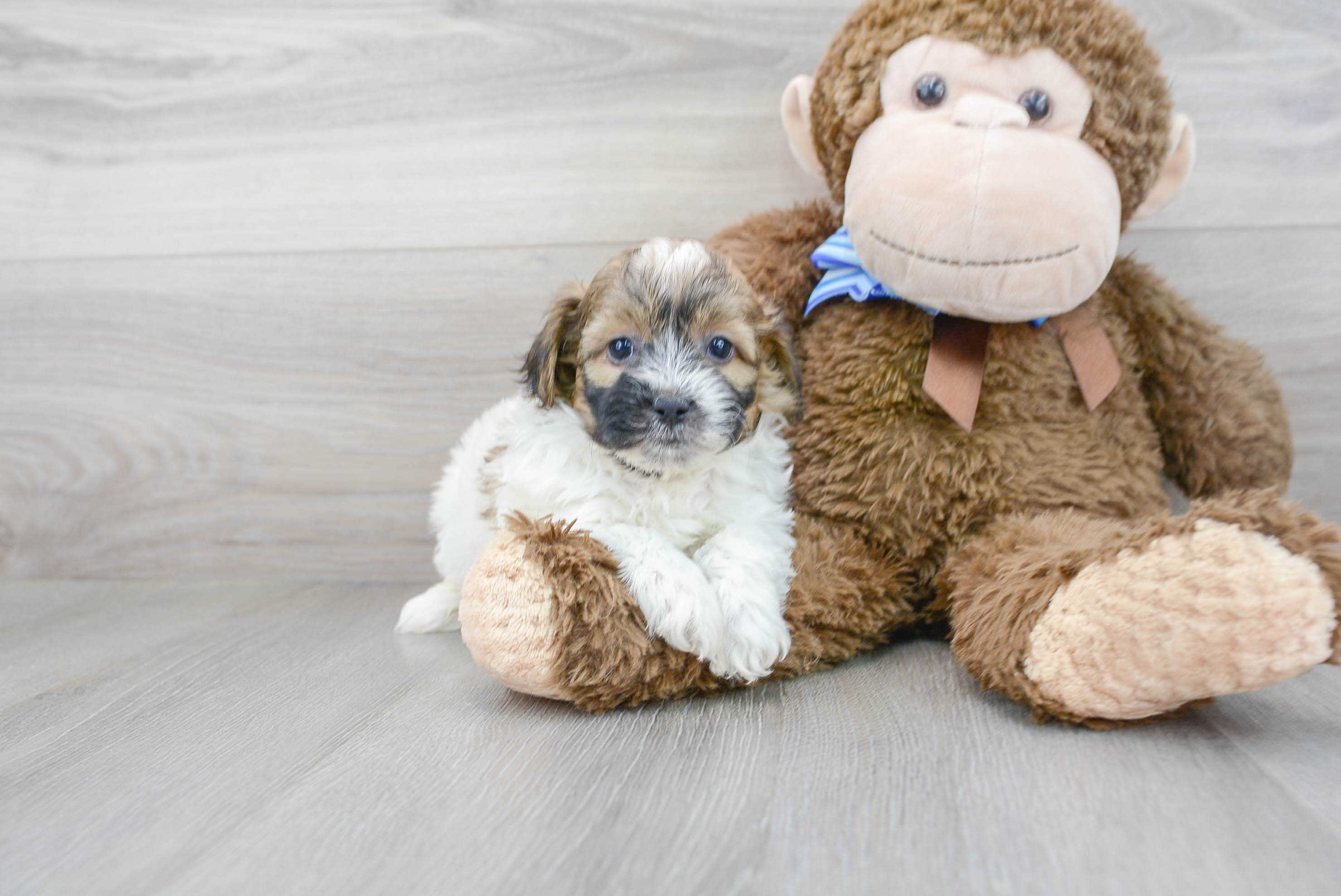 Cute Teddy Bear Baby